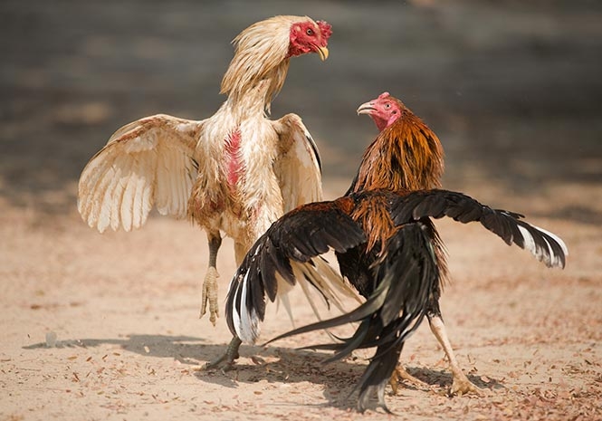 Sabung Ayam Online dan Kebudayaan Indonesia