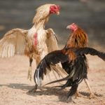 Sabung Ayam Online dan Kebudayaan filipina.