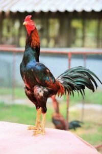 ayam peterung