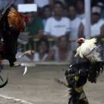 platfrom sabung ayam.