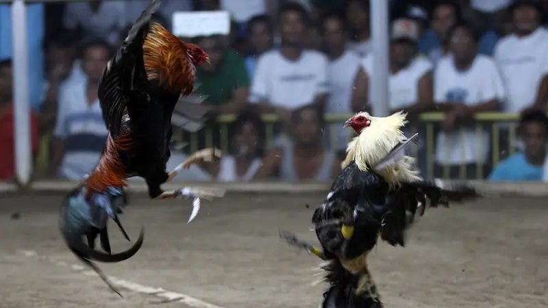 platfrom sabung ayam.